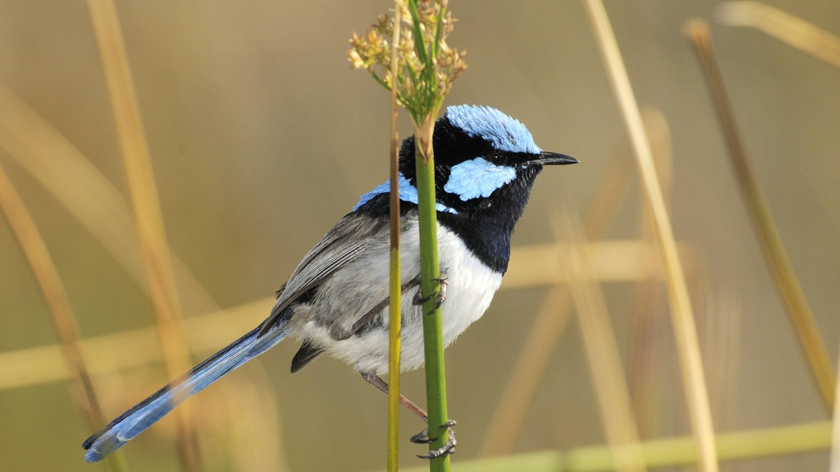 Superb Fairy Wren (Malurus cyaneus) male, Tasmania, Australia. PUBLICATIONxINxGERxSUIxAUTxONLY 1448930 DavexWatts

Superb Fairy Wren Malurus cyaneus Male Tasmania Australia PUBLICATIONxINxGERxSUIxAUTx ...