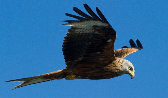 ARCHIV - Ein Rotmilan (Milvus milvus) am Himmel über dem Naturpark «Feldberger Seenlandschaft» unweit von Feldberg in Mecklenburg-Vorpommern, aufgenommen am 17.06.2010. Am 09.01.2018 beginnt in Ansbac ...