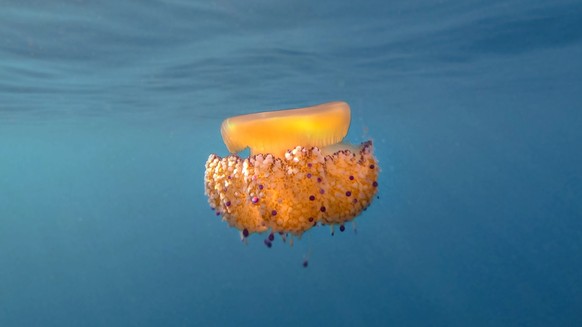 A single jellyfish getting reflected by the shallow water.
spiegeleiqualle