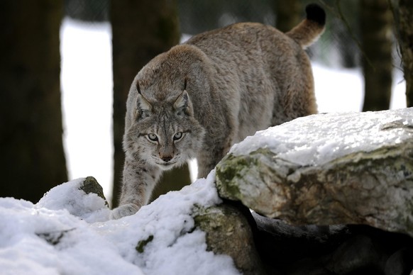 A lynx walks in the snow at the zoo of Servion near Lausanne, Switzerland, Thursday, February 26, 2009. (KEYSTONE/Dominic Favre)