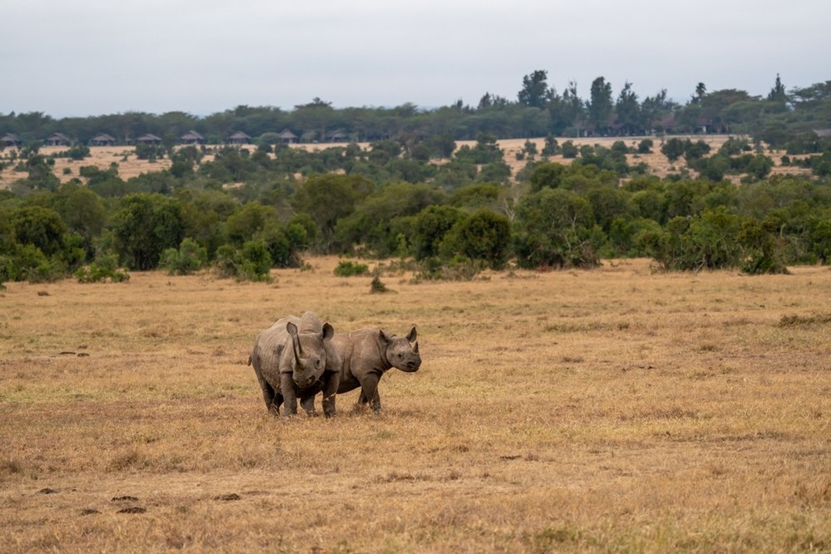 Zwei Breitmaulnashörner in einem Park in Kenya.