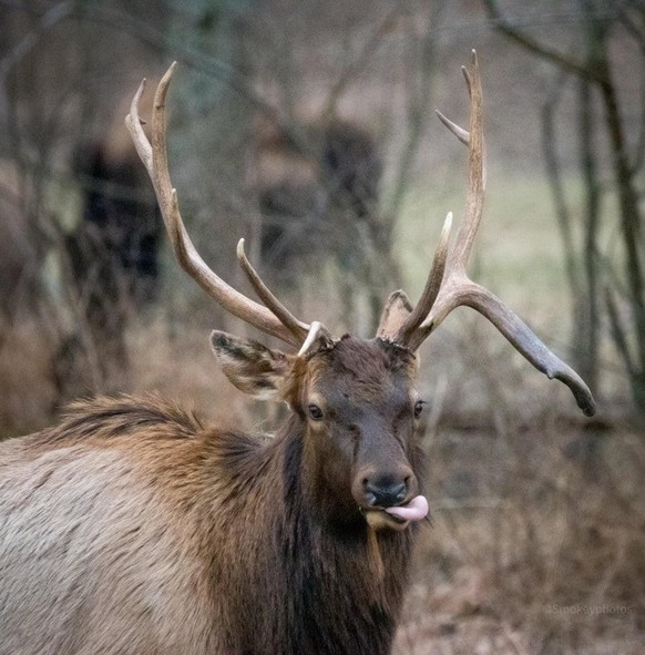 cute news animal tier elch

https://www.reddit.com/r/AnimalPorn/comments/s1olm0/bull_elk_3253x3303/