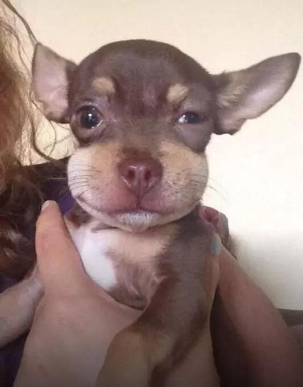 Ces animaux mignons se sont fait piquer par une abeille
