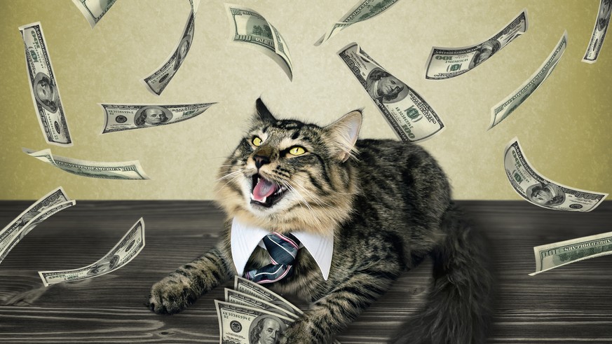 Katze mit Geld