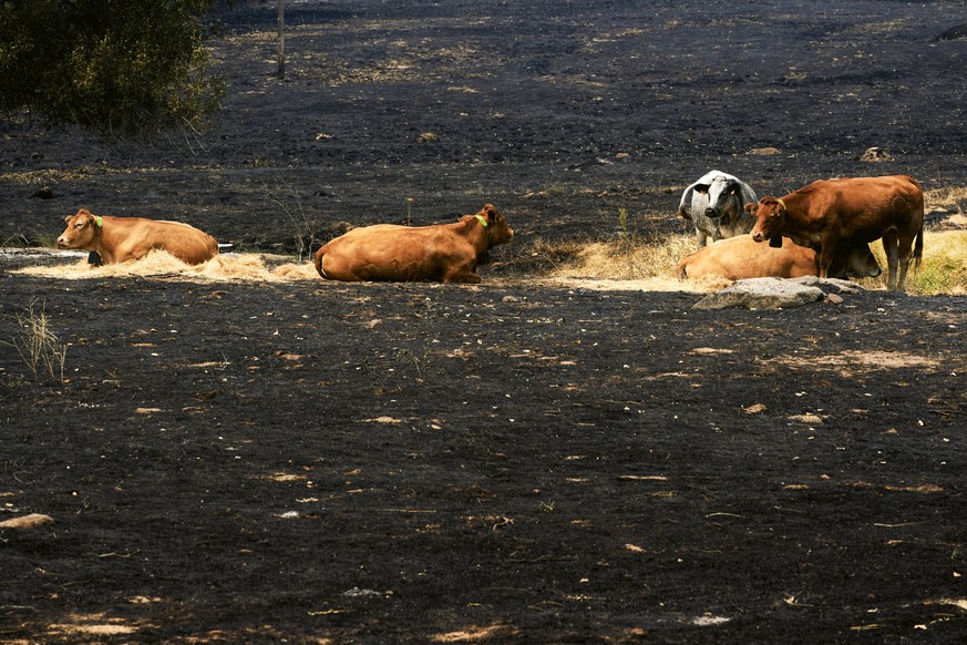 epa13135624 Cows sit in a burnt farm at the village of Casavieja, Avila, Spain, 27 July 2026. In Avila's region, 15 villages have been evacuated due to the fire. Multiple fires in Spain have forc ...