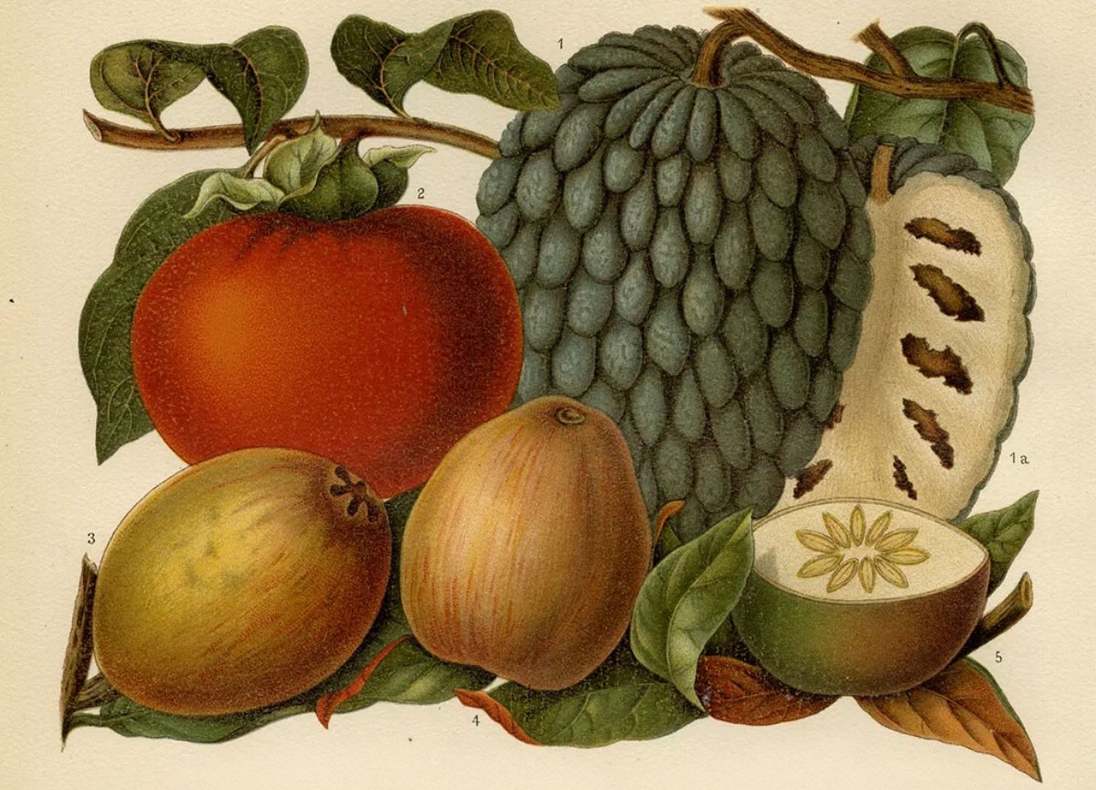 Der Bundesrat wünschte sich einen direkten Zugang zu tropischen Früchten.
https://commons.wikimedia.org/wiki/Category:Meyers_Konversations-Lexikon_Bd._16_(1897)