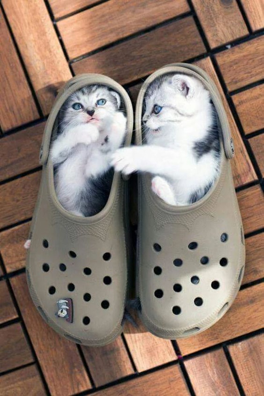 Was lieben Katzen mehr als Kisten? Deine Schuhe!