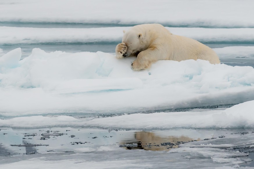 The Comedy Wildlife Photography Awards 2020
poulard jacques
craponne
France
Phone: 
Email: 
Title: lamentation !
Description: dÃ©tresse sur la banquise
Animal: ours blanc
Location of shot: Spitzberg