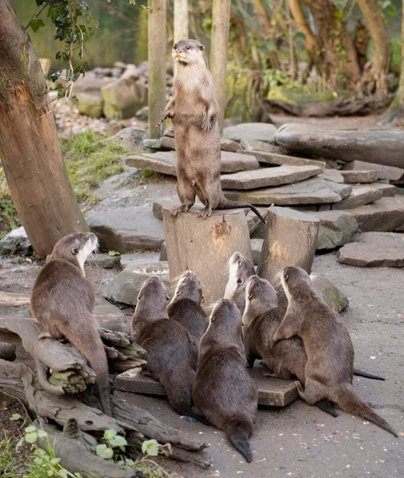 cute news animal tier otter

https://www.reddit.com/r/Otters/comments/scfkyq/public_speaker/