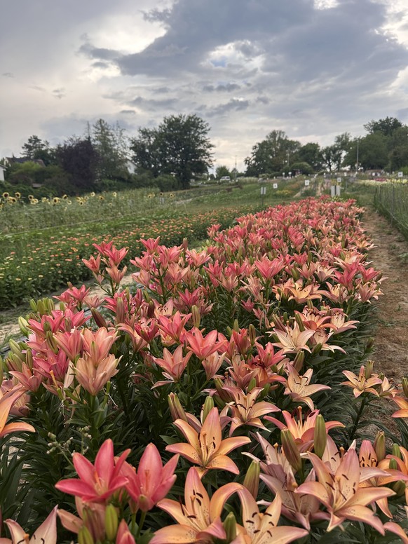 Obwohl die Blumen auf dem Feld von Evelyne und Samuel Mathis gerade prächtig blühen, bleiben aufgrund der Hitze die Besuchenden aus.