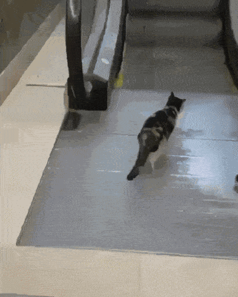 Animiertes GIF