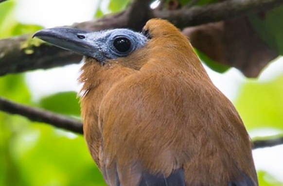 cute news tier vogel kapuzinerkotinga

https://www.reddit.com/r/AIDKE/comments/1lhyauv/the_capuchinbird_perissocephalus_tricolor_is/