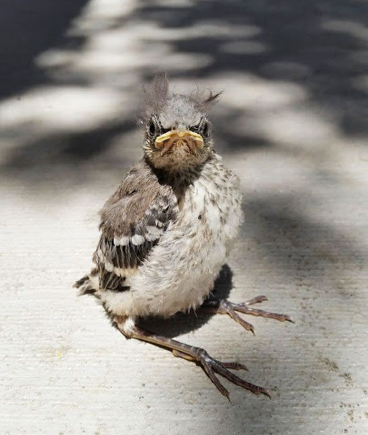 cute news tier vogel

https://ch.pinterest.com/pin/366621225934272267/
