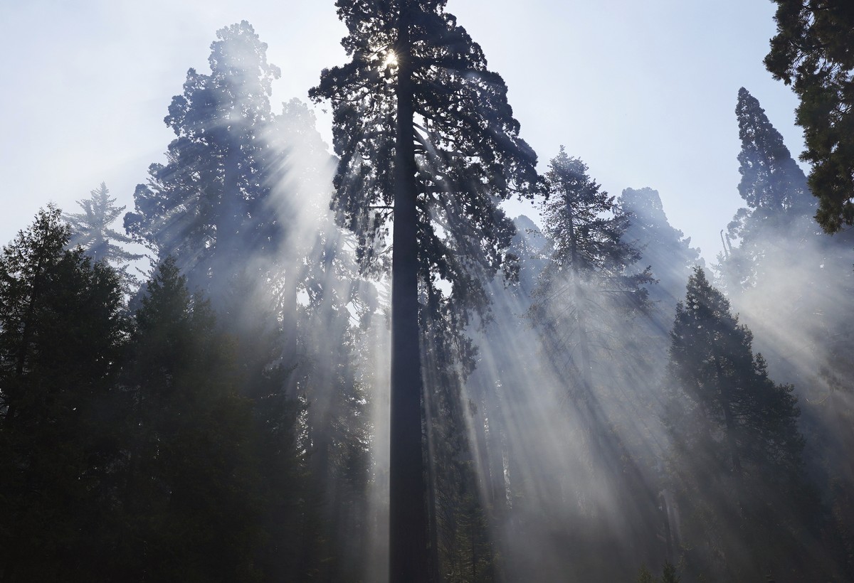 A large, unscathed giant sequoia looms over the Redwood Canyon loop trailhead's dirt parking lot as smoke from the KNP Complex Fire drifts through the forest, seen during a media tour of Redwood  ...