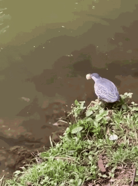 Animiertes GIF
