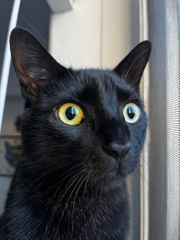 cute news tier katze

https://www.reddit.com/r/VoidCats/comments/1v1izj8/he_saw_a_squirrel/