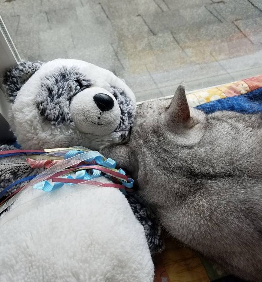 10 Gründe, warum Katzen besser sind als Babys