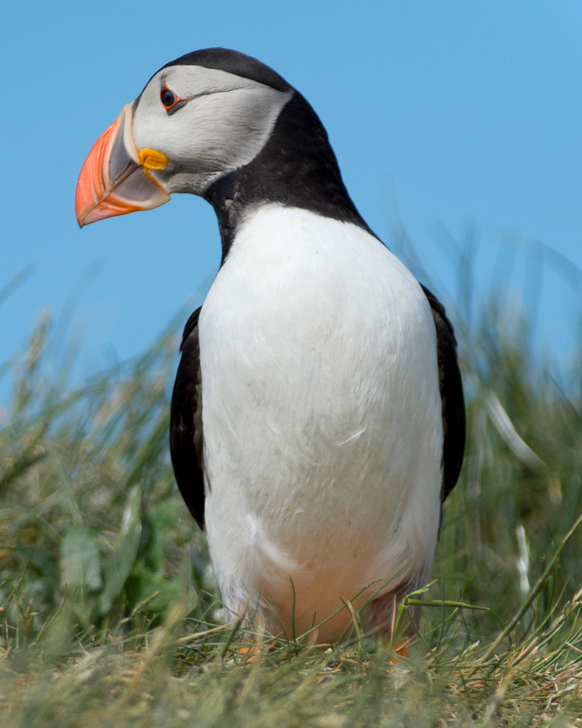 Papageientaucher (Puffin)

https://www.flickr.com/photos/vidyo/