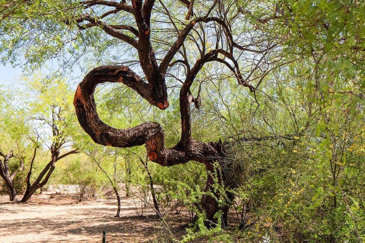 crazy nature