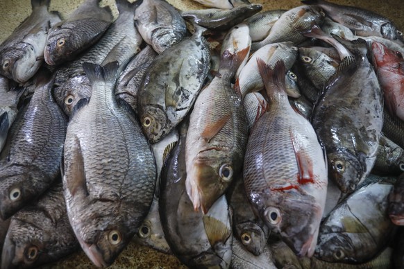 epa06631619 Coral fish are displayed at a fish market in Lamu town, on Lamu island in south-eastern Kenya, 24 March 2018 (issued 27 March 2018).Fisheries in the tourist resort of Kenya&#039;s Lamu arc ...