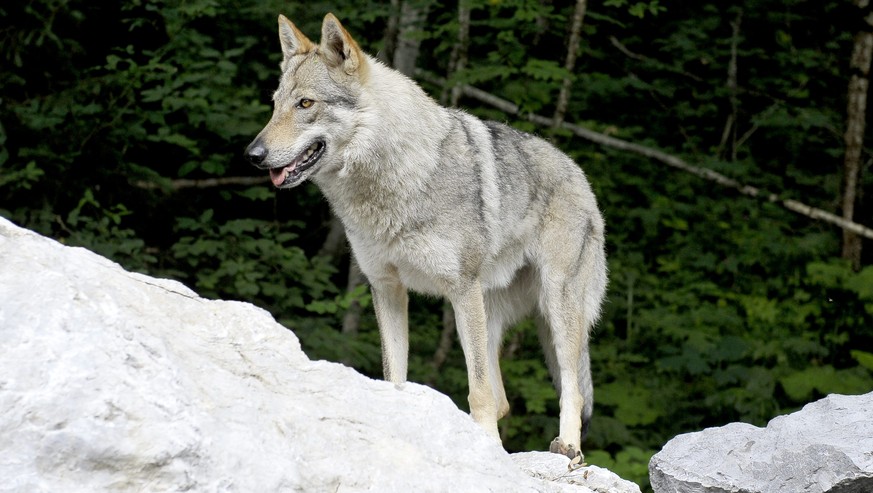 Der Wolf (Symbolbild). Vor einigen Wochen war er im Appenzeller Mittelland.<br data-editable="remove">