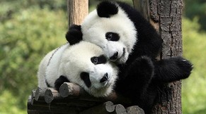 Todes-Virus in China: Erneut ist ein junger Pandabär gestorben.&nbsp;