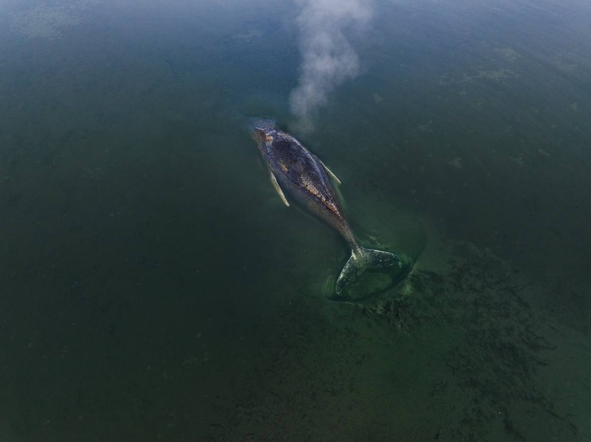 epa12865007 A handout photo made available Greenpeace press office shows a beached whale lying in the waters of the Baltic Sea at the island of Poel near Wismar, Germany, 01 April 2026. The humpback w ...