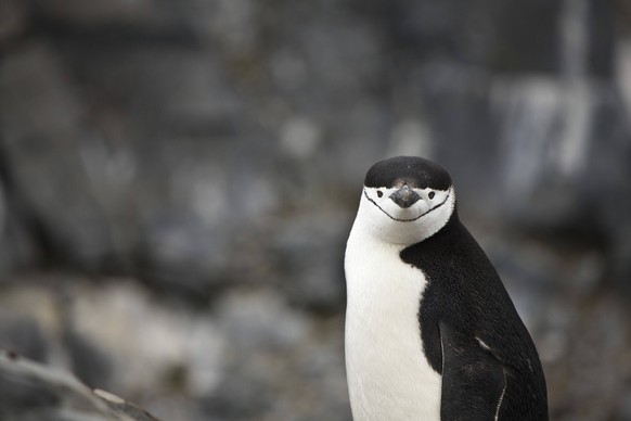 Zügelpinguin auf der antarktischen Halbinsel Pygoscelis antarctica Chinstrap penguin on the Antarctic Peninsula Pygoscelis antarctica Copyright: imageBROKER/SunbirdxImages iblmup13663518.jpg Bitte bea ...