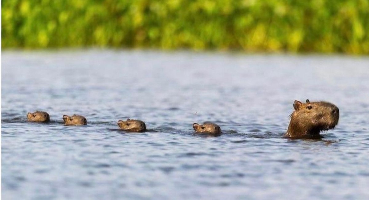 cute news tier capybara

https://www.reddit.com/r/capybara/comments/1hb4ade/here_is_a_capybara_train_passing_through_your_feed/