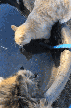 Animiertes GIF