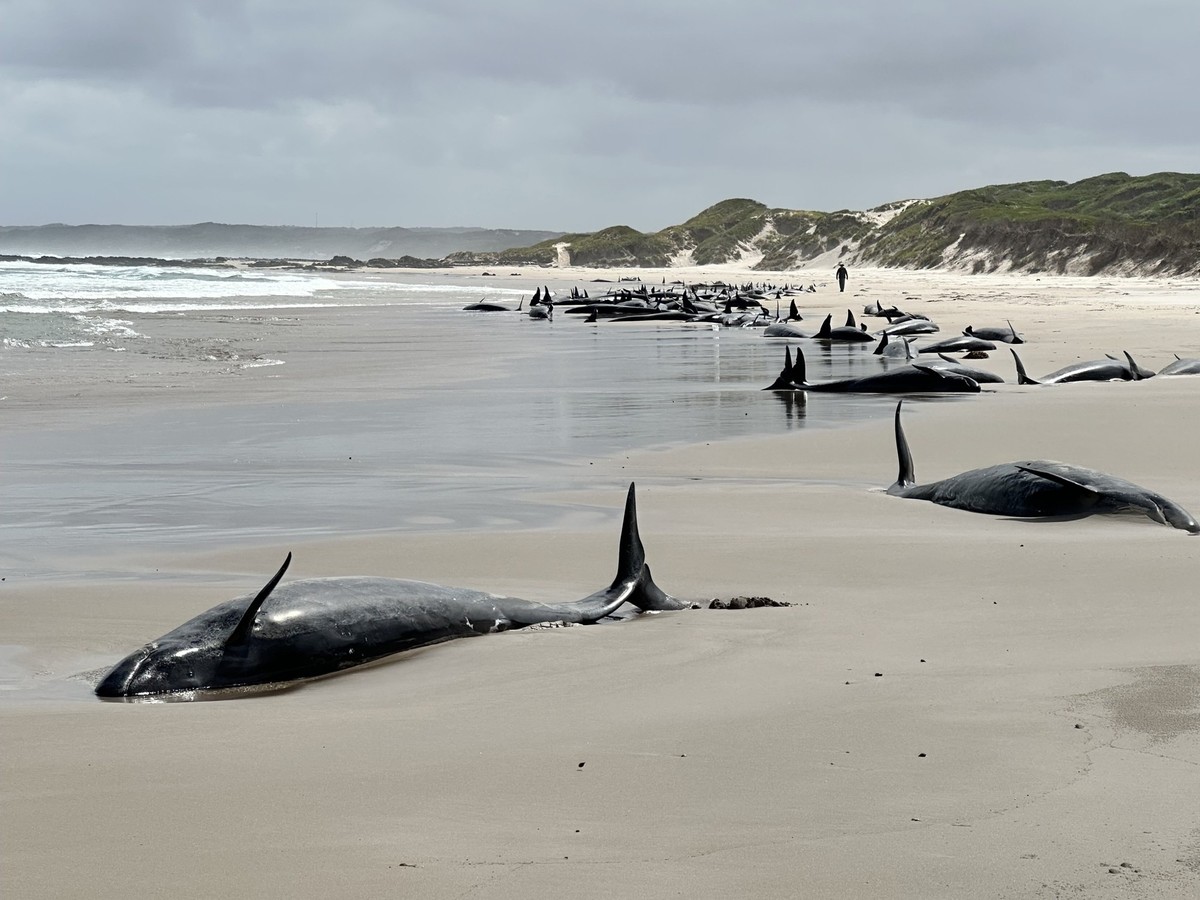 Plus de 150 dauphins s'échouent sur une plage de Tasmanie
