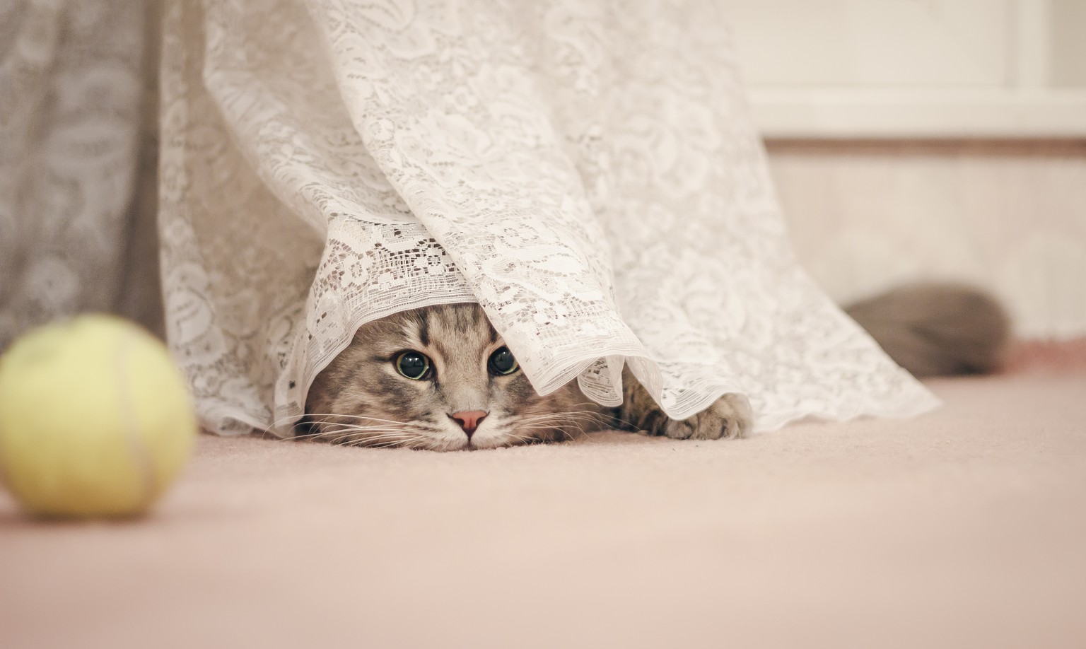 7 Tipps Wie Du Einer Scheuen Katze Die Angst Nehmen Kannst Watson