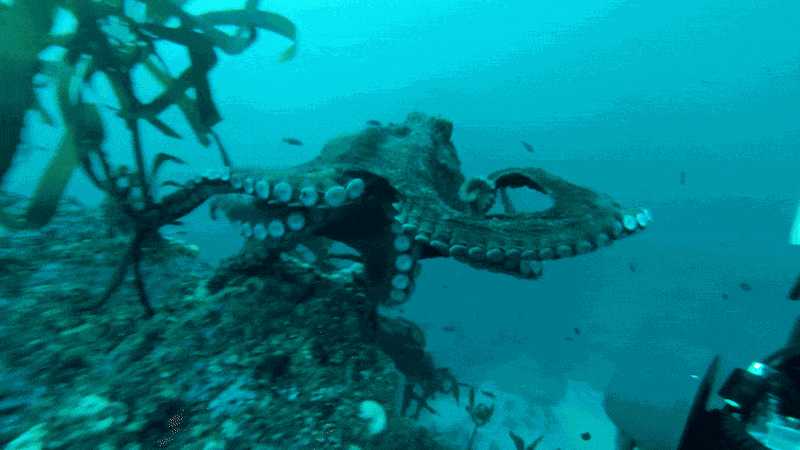 Animiertes GIF