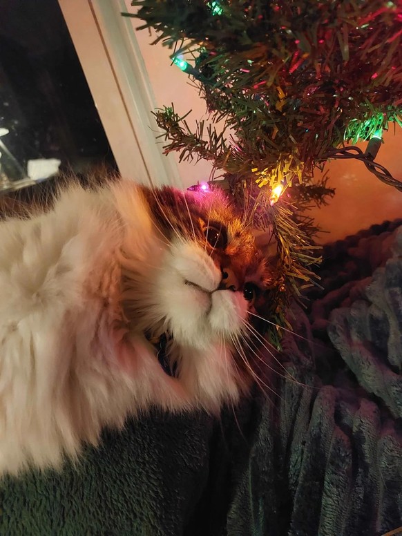 cute news tier katze

https://www.reddit.com/r/catsandchristmastrees/comments/1phbccf/arafel_is_either_in_love_or_plotting_murder/