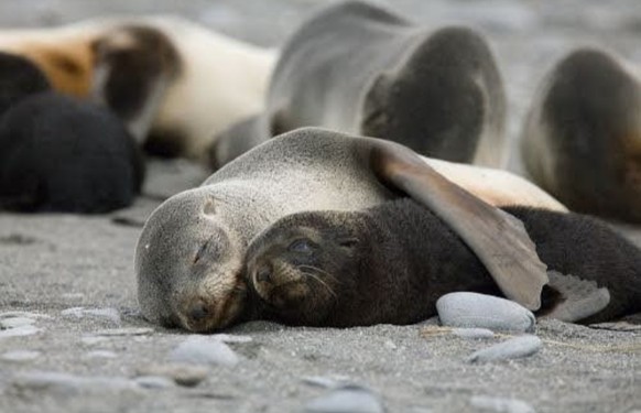 nice news animal seals https://www.reddit.com/r/seals/comments/19cw69m/cuddling/
