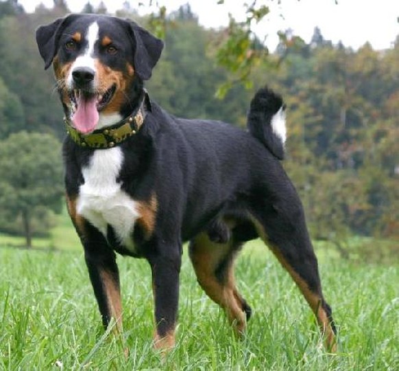 10¾ Dinge, die der Städter macht, wenn er sich aufs Land wagt
Bist du selbst denn vom Land, Anna? Also, bei uns auf dem Land, da ist der von dir gezeigte Hund ein Berner Sennenhund. Aber das ist viell ...