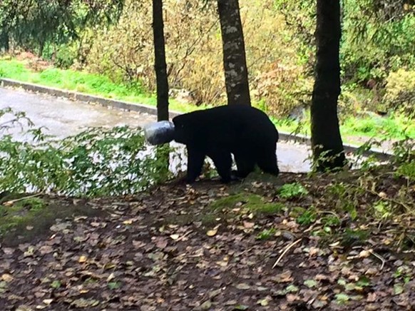 Der Schwarzbär konnte aus seiner misslichen Lage befreit werden.