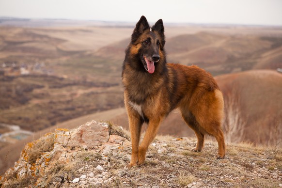 Belgischer Schäferhund (Symbolbild).