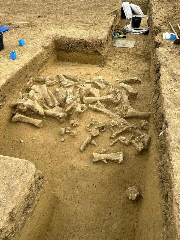 ABD0001_20250319 - ST. P�LTEN: ++ HANDOUT ++ Arch�ologen der �sterreichischen Akademie der Wissenschaften (�AW) haben in Langmannersdorf einen steinzeitlichen Schlachtplatz f�r Mammuts entdeckt. Bei A ...