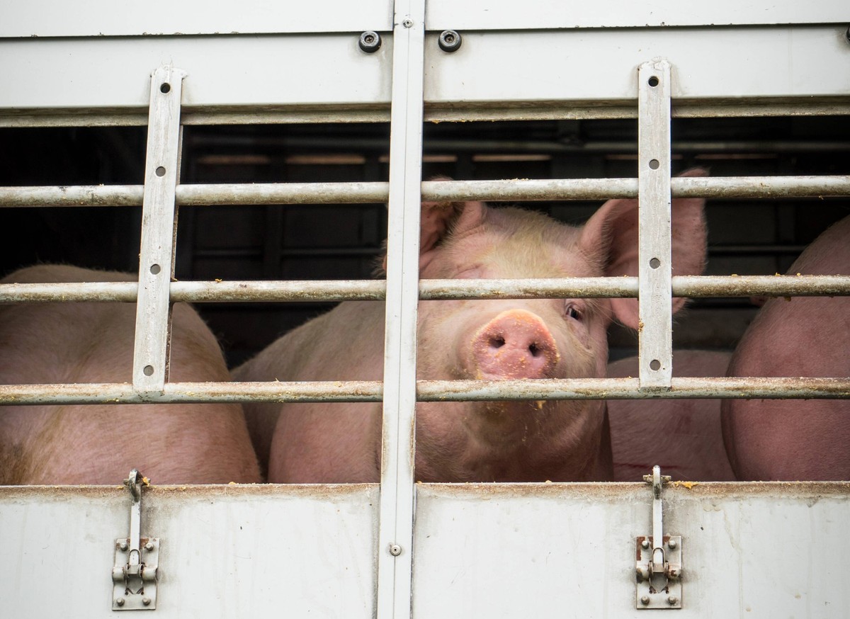 Viehtransport für Schlachtschweine - Schwein blickt durch das Gitter eines Schweinetransporters nach draussen, Symbolfoto. Der letzte Weg eines Mastschweins - mit dem Viehtransporter in den Schlachtho ...