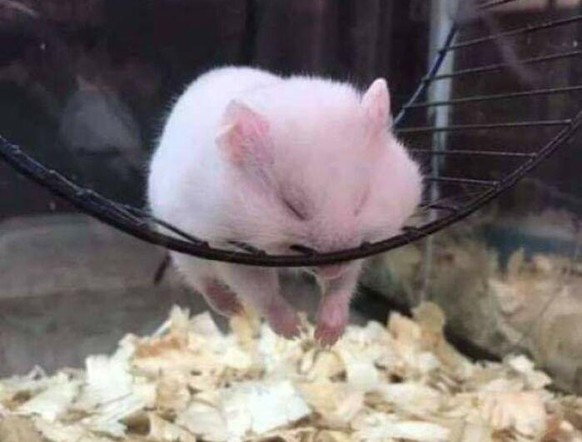 cute news animal tier hamster

https://imgur.com/t/aww/RIoFmwj