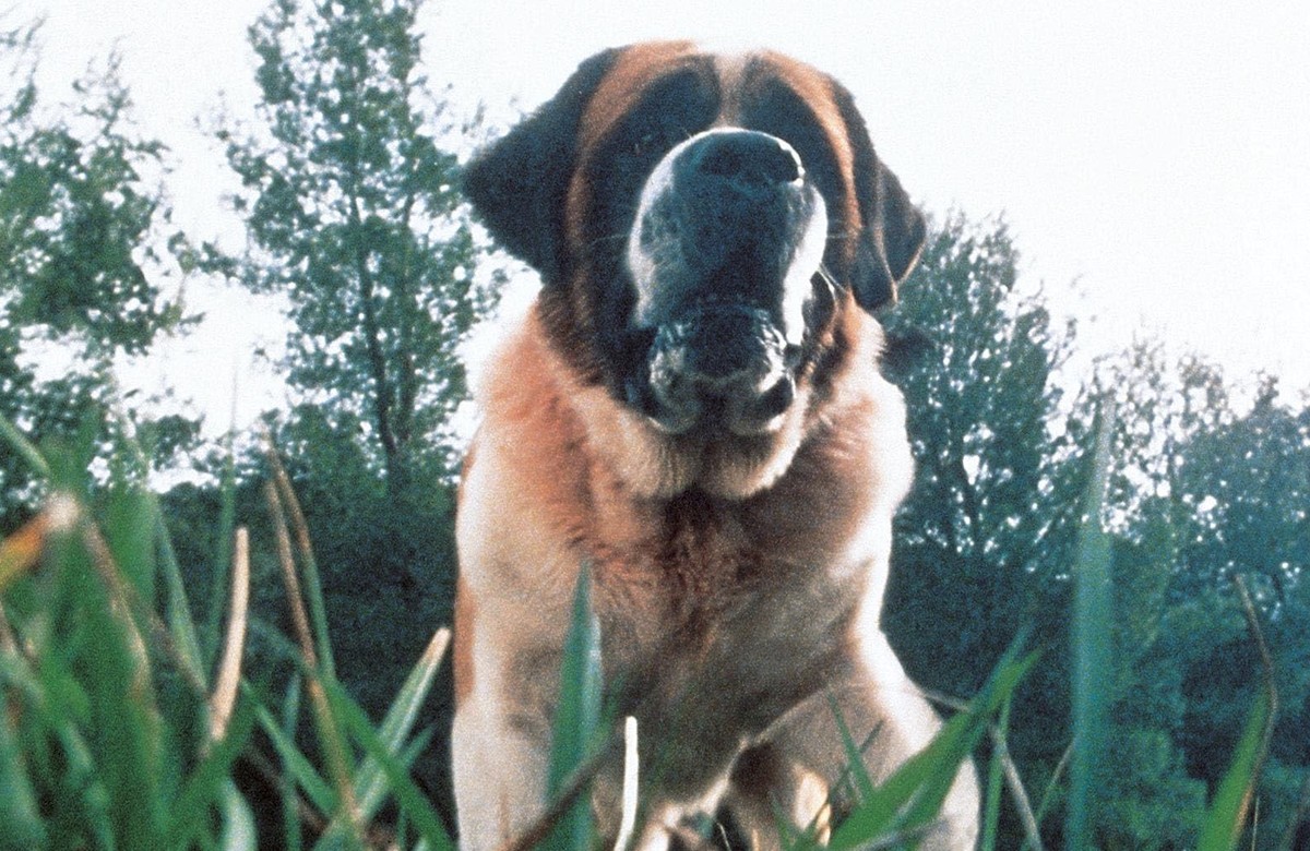 cujo