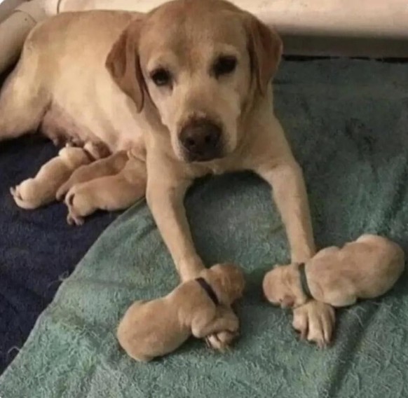 cute news tier hund welpen

https://www.reddit.com/r/AnimalsBeingMoms/comments/1648tn2/she_hasnt_moved_since_two_of_her_babies_felt/
