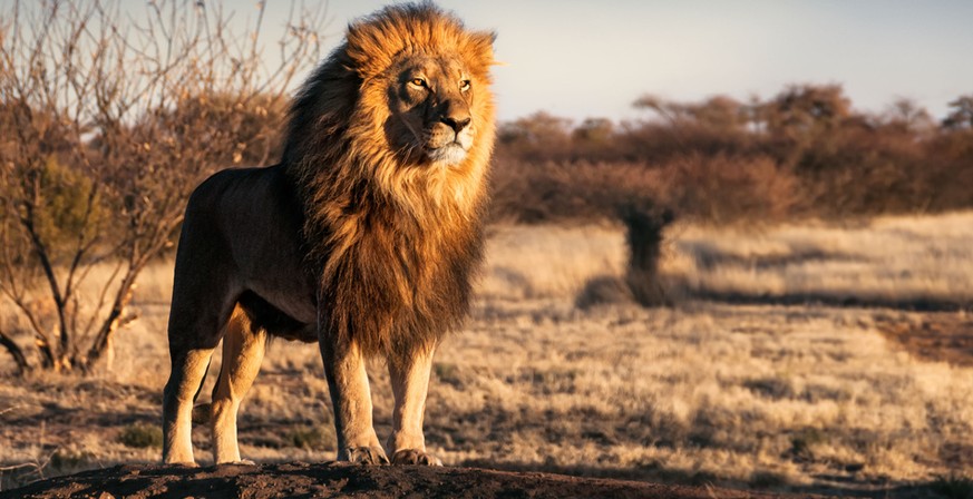 Ein Löwe in Südafrika: Ein Wilderer wurde wurde erst von einem Elefanten getötet und dann von Löwen gefressen. (Symbolbild)