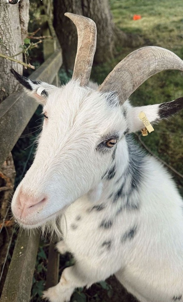 cute news tier ziege

https://ch.pinterest.com/pin/62839357299176780/