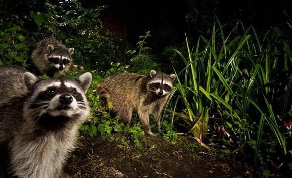 cute news tier waschbär

https://www.reddit.com/r/Raccoons/comments/1l8150p/some_raccoon_pictures_from_my_backyard_camera_trap/
