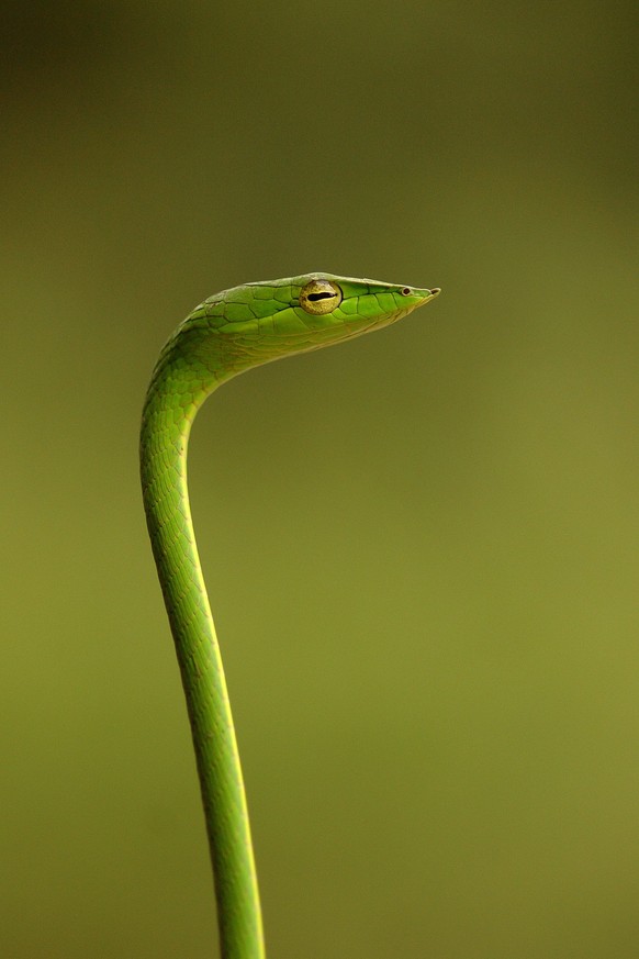 A very calm vine snake which was actually standing up from one of our hands. We found it crossing the main road on the highway and if we had not stopped and picked it up, a big lorry that was right be ...