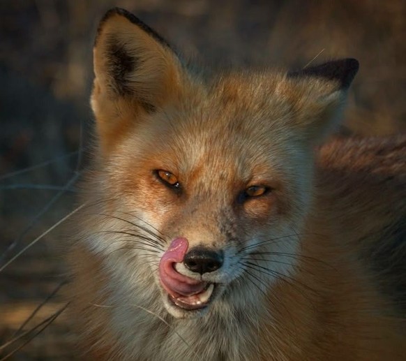 cute news tier fuchs

https://ch.pinterest.com/pin/1121888957210442287/