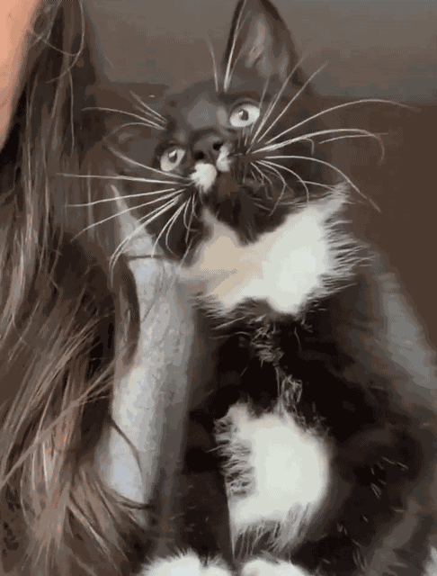 Animiertes GIF