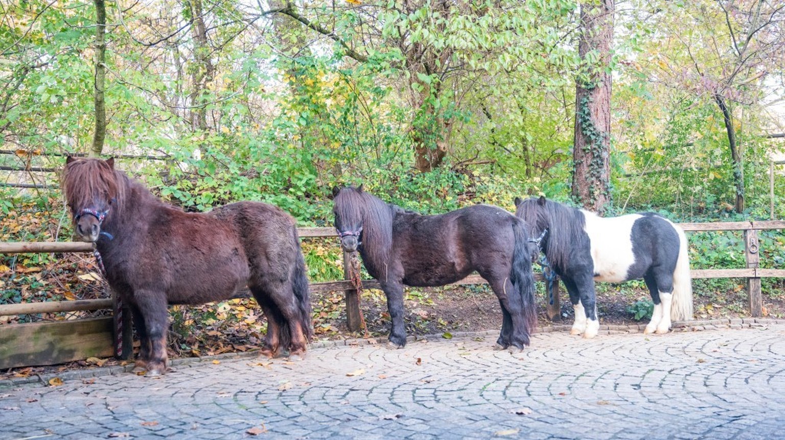 Shetland-Ponys im Zoo in Basel